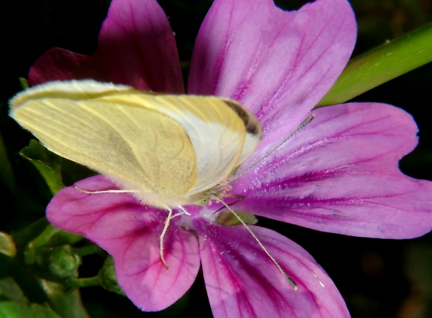 Farfalle in volo e vecchi Coprinus